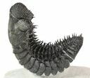 Curved Drotops Armatus Trilobite - Super Spiny #37517-2